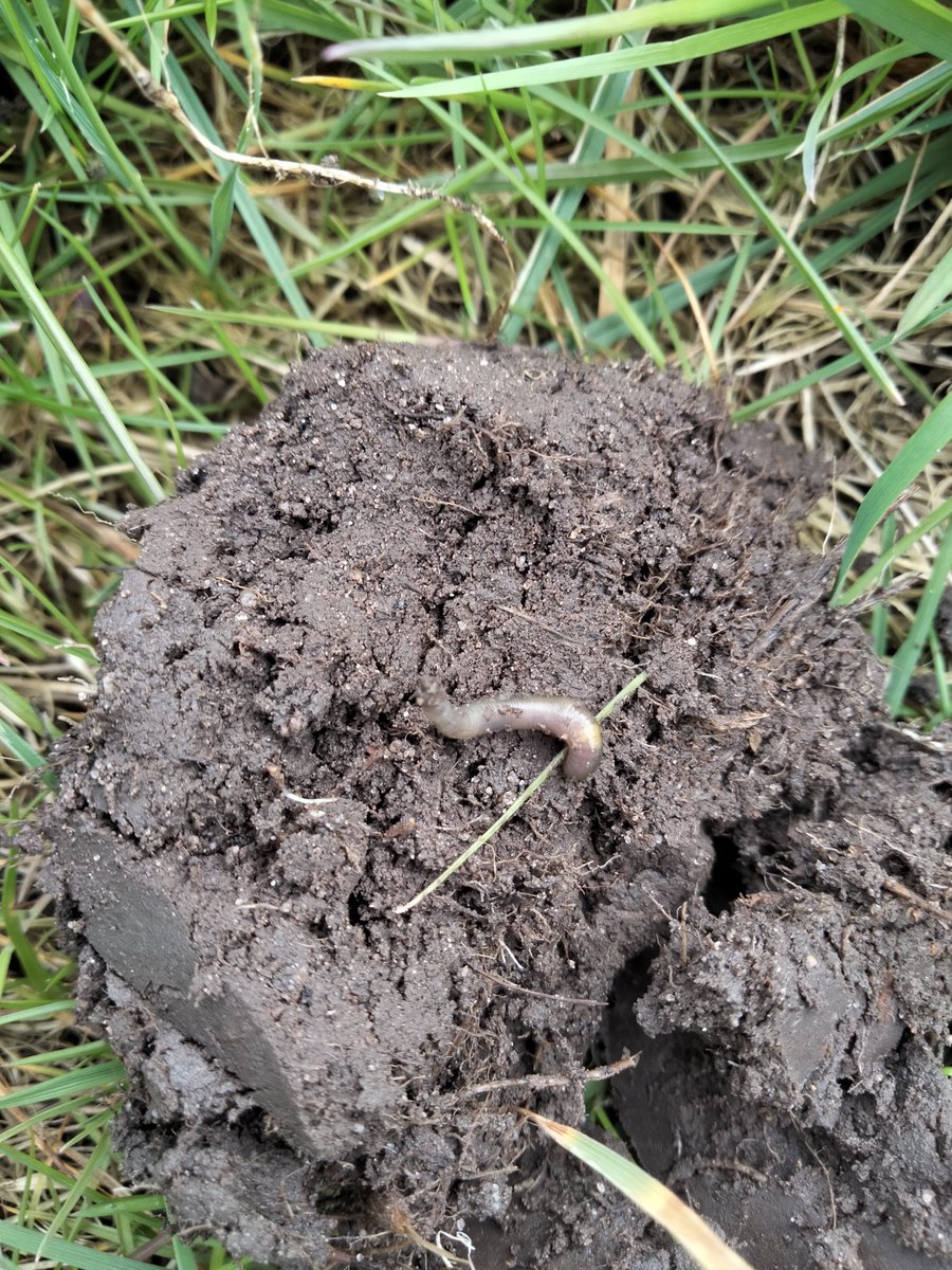 ThrivingJordan's tweet photo. It was also a great opportunity to find some wildlife. Here are just a few pictures of what I was able to spot whilst planting up! #CumbriaWildlifeMedia https://t.co/A4JNRc8DpS