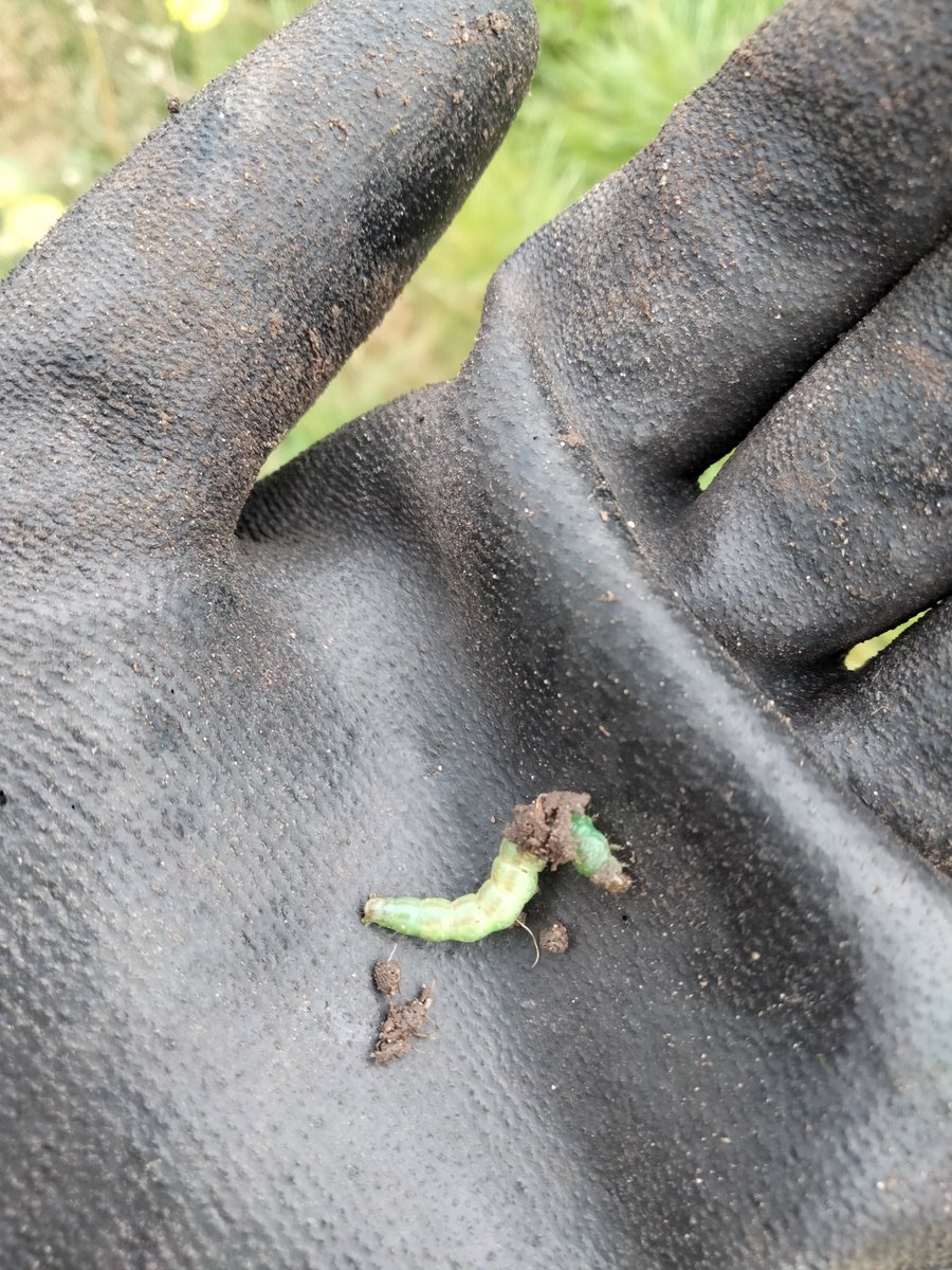 ThrivingJordan's tweet photo. It was also a great opportunity to find some wildlife. Here are just a few pictures of what I was able to spot whilst planting up! #CumbriaWildlifeMedia https://t.co/A4JNRc8DpS