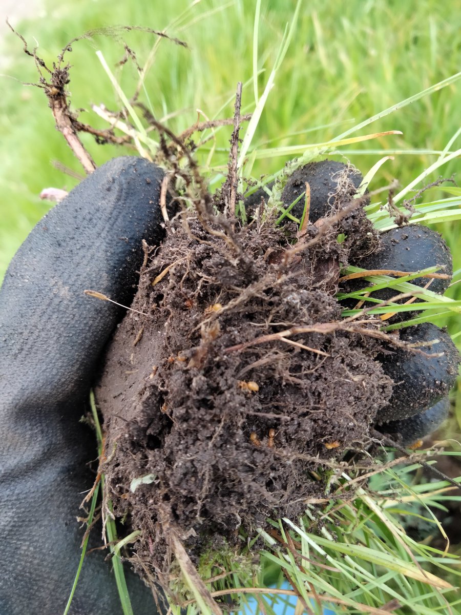 ThrivingJordan's tweet photo. It was also a great opportunity to find some wildlife. Here are just a few pictures of what I was able to spot whilst planting up! #CumbriaWildlifeMedia https://t.co/A4JNRc8DpS