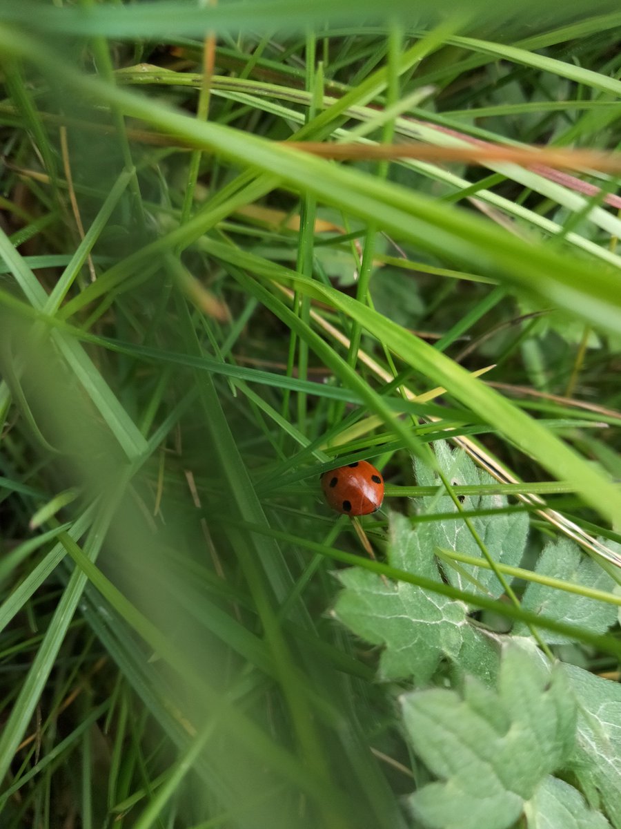 ThrivingJordan's tweet photo. It was also a great opportunity to find some wildlife. Here are just a few pictures of what I was able to spot whilst planting up! #CumbriaWildlifeMedia https://t.co/A4JNRc8DpS