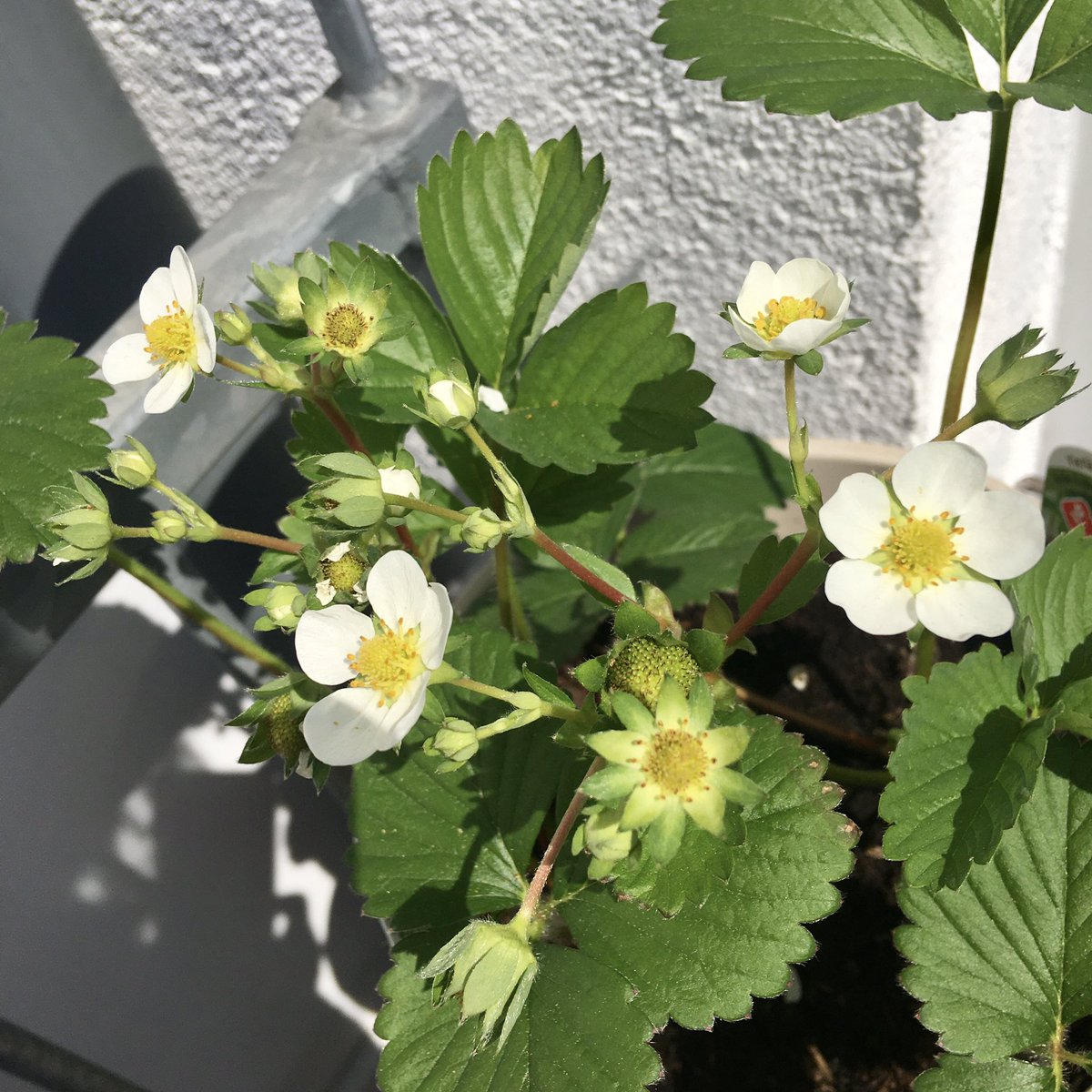 VIPetra_54's tweet photo. Balkongardening 
Wie die Ernte wohl ausfällt 🤔 https://t.co/pCuGW2GnoW