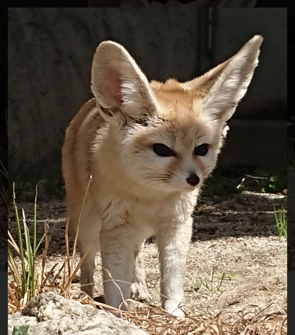 こもち 似てると言って頂けた動物 たち 立ち耳 小型 つり目 ちょっとシュッとしてる 茶系 ちょこまか動きそう こんなイメージなのかも T Co Xhkg2lly1s Twitter