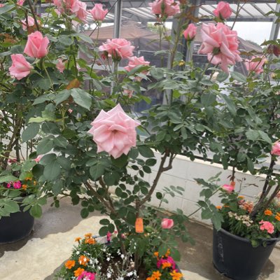 Bsw4W's tweet photo. #新しいプロフィール画像 https://t.co/hWYC6q3pQy
