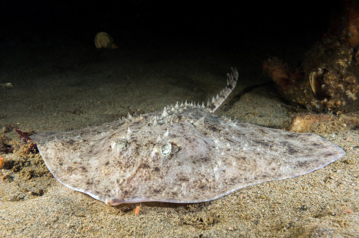re_dha2's tweet photo. @ABU_Ali_1233 #لخمة_شوكية_الظهر
The thornback ray (Raja clavata)
ولها أنواع ومسميات شبيه أخرى للأمانة أراها لأول مرة.
سبحان الله {ويَخْلُقُ ما لا تَعْلَمون} [النحل:8]
ومن بحتي السريع فهية من اللخم المهددة رغم طبيعتها المدرعة بالاشواك. لها أنواع مختلفة تحت مسمى (Raja fish)
#شبكة_هواة_صيدالأسماك https://t.co/ecEF68HmNB