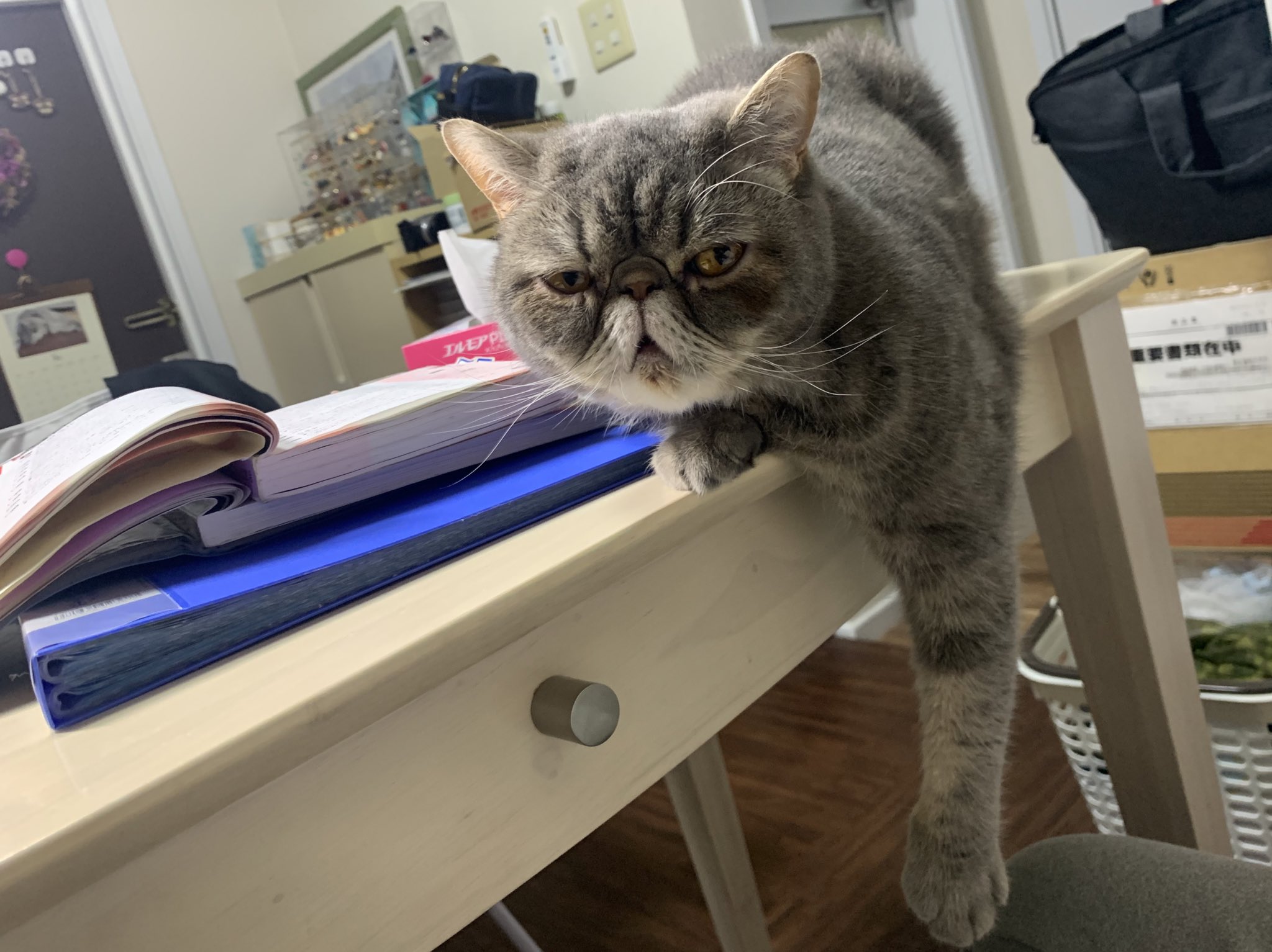 ぶちゃ 腕が長く見える 今日のぶちゃ エキゾチックショートヘア 猫 猫のいる暮らし 猫好きさんと繫がりたい T Co Ckypt3rgjd Twitter