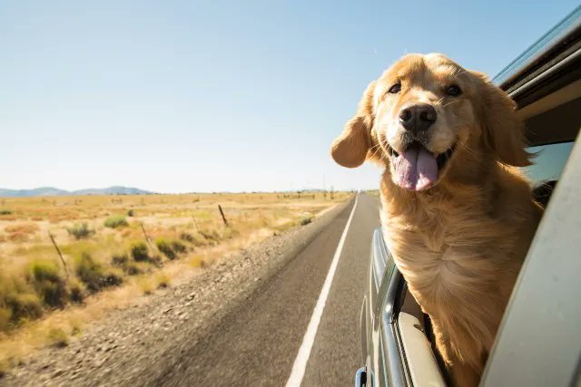🐶 Wenn der Tierarztbesuch oder eine Reise ansteht, fahren #Hunde oft im Auto mit. Welche Regeln für den #Hundetransport gelten und wie der #Vierbeiner während der Fahrt richtig gesichert wird, erfahrt ihr in unserem Ratgeber 👉 https://t.co/Zf5udICZGR https://t.co/j7g575AZ3r