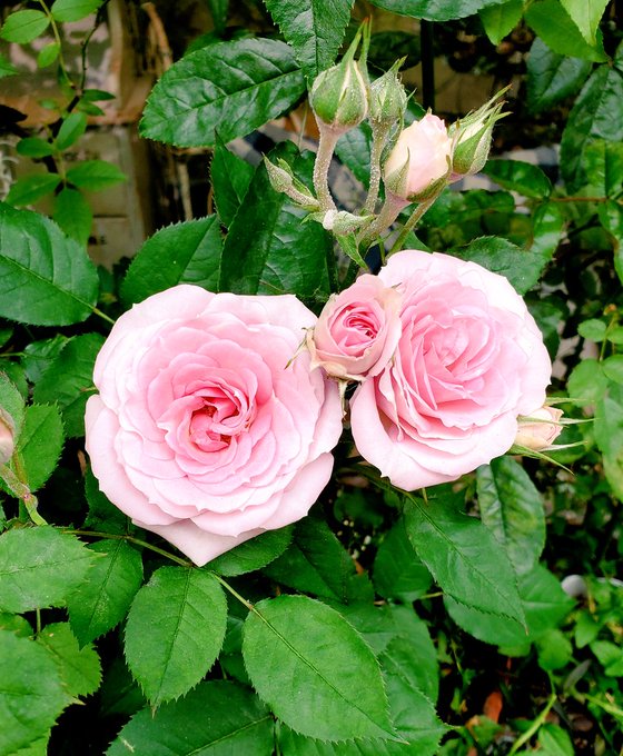 今日行ったお店の入り口にきれいな薔薇が咲いていました🌹✨ 