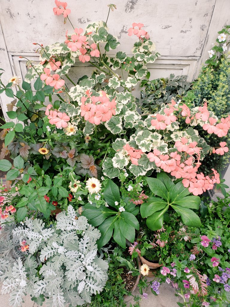 「今日行ったお店の入り口にきれいな薔薇が咲いていました🌹✨ 」|山田ユギのイラスト