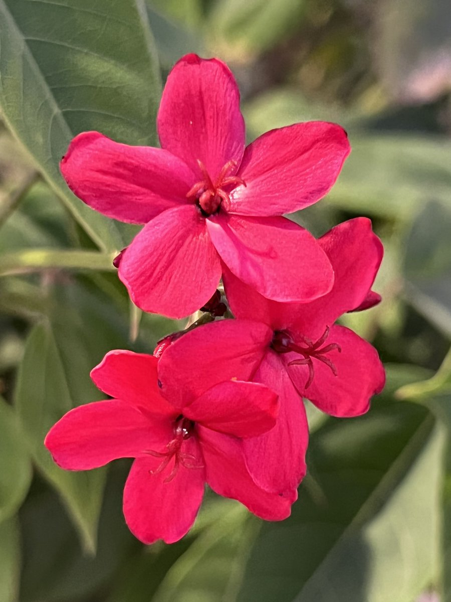 ninrubyen's tweet image. 