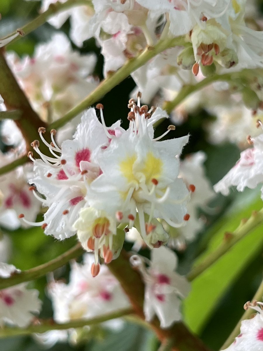 ninrubyen's tweet image. 