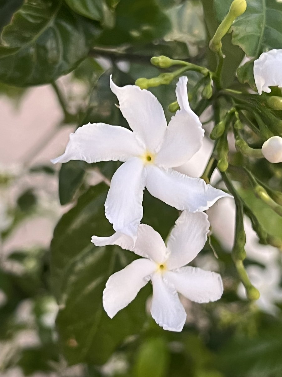 ninrubyen's tweet image. 