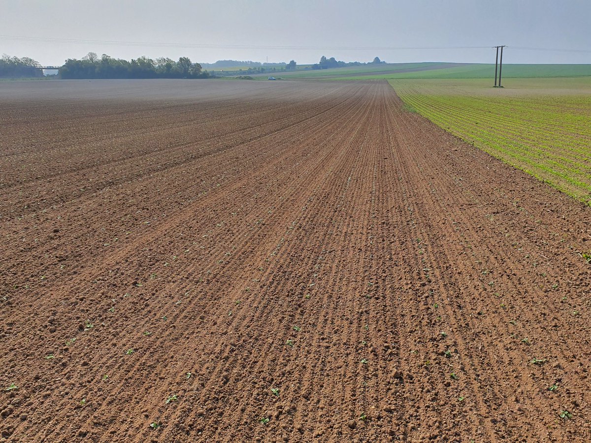CroixChamaillot's tweet photo. 1er passage de herse étrille #treffler dans le 🌻 bio ... super boulot https://t.co/7jNdpaJ181