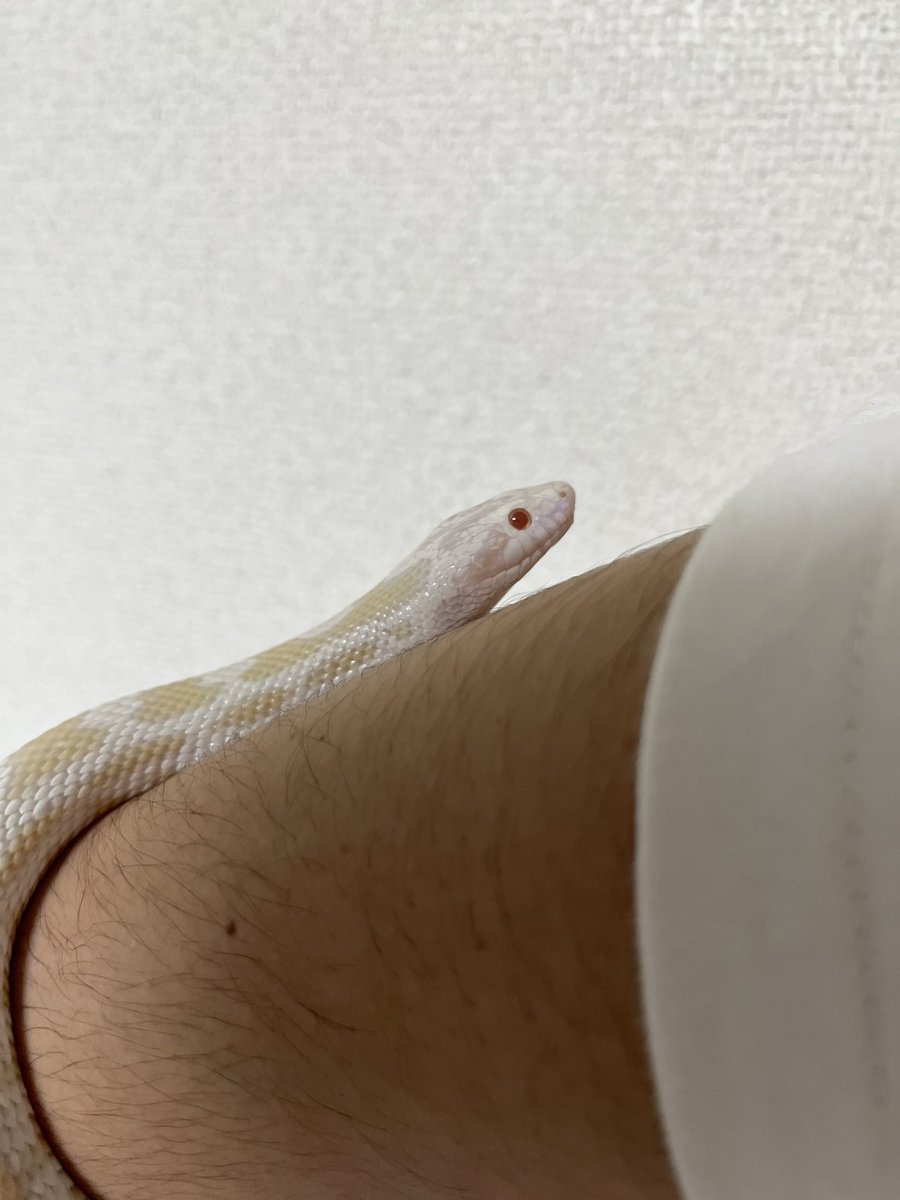 hatyucommu's tweet photo. 異常ないかチェックかねてハンドリング。今回も無事に脱皮出来たっぽい。ハンドリングしながら撮影ってむずいな。
#コーンスネーク https://t.co/4rMIbPEuT9