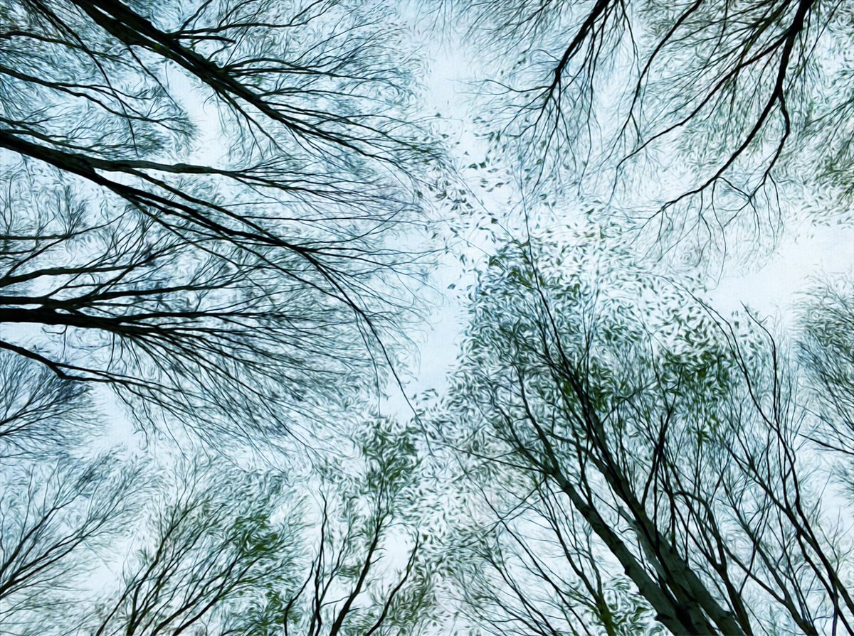 susanlash's tweet photo. Nature, shelter from life’s storms. 

#photography #photooftheday #photographylovers #nature #NaturePhotography #spring https://t.co/h5cGzf8lEL