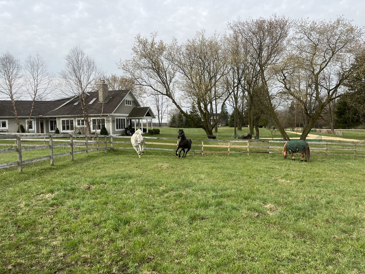 equiMESS's tweet image. Happy boys on their first day in the summer paddocks 💕