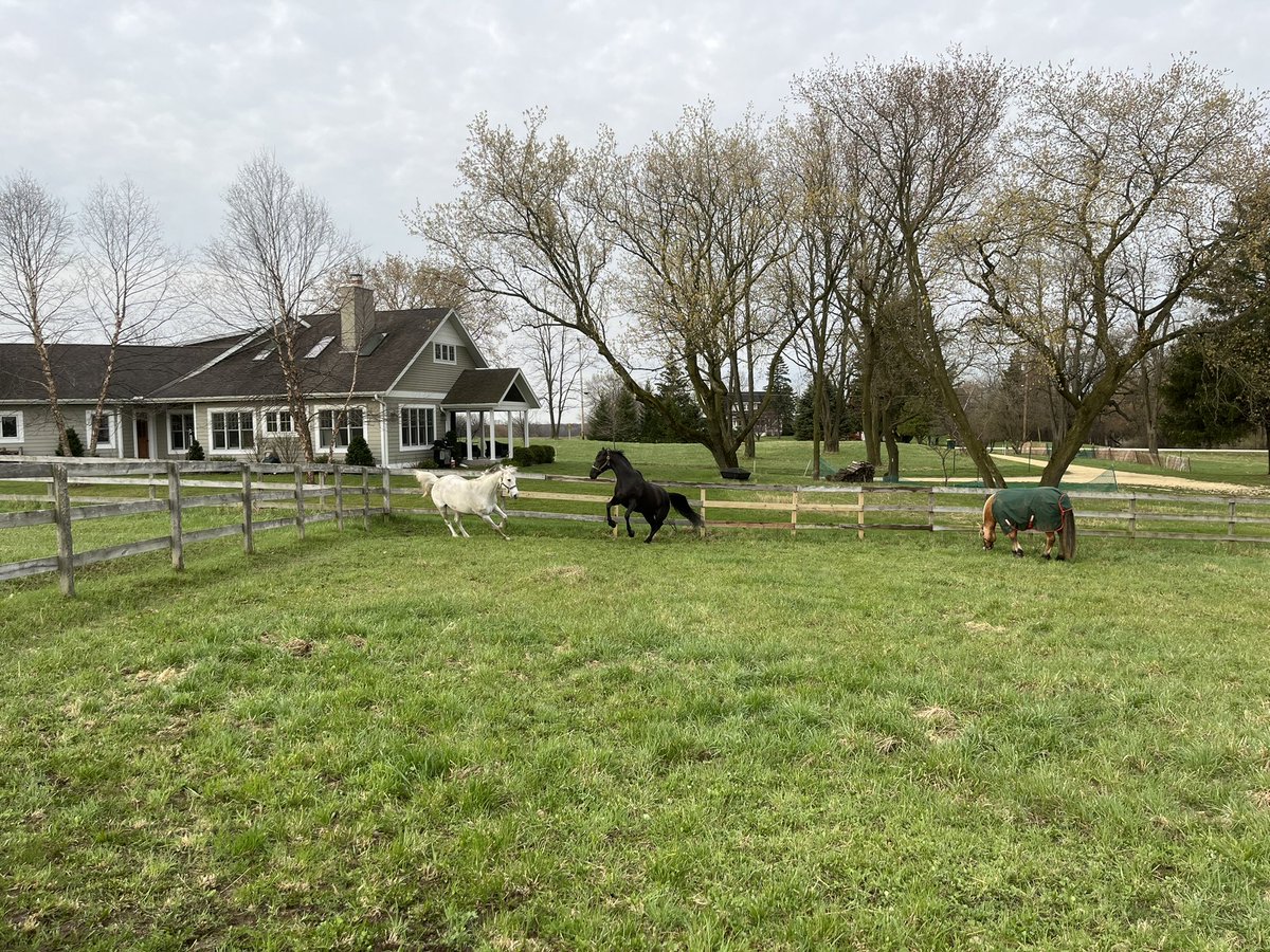 equiMESS's tweet image. Happy boys on their first day in the summer paddocks 💕