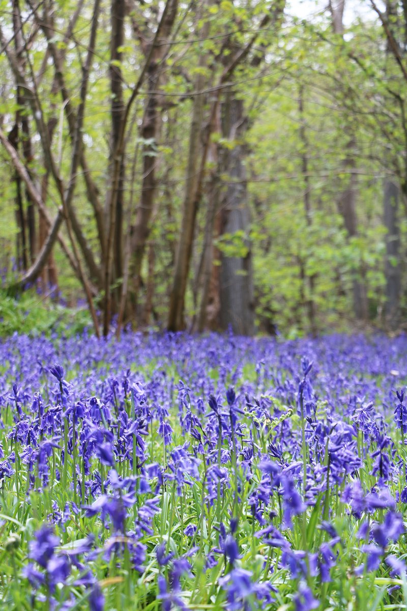 hevercastle's tweet photo. Bluebell heaven 💙 #HeverCastle #BluebellWoods #VisitKent https://t.co/Yi7fr44kCj