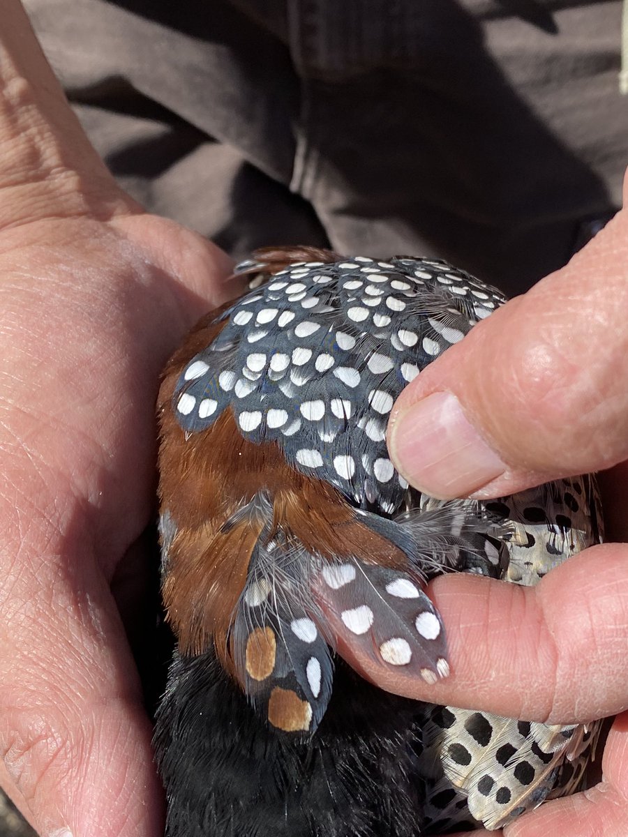 1/2 A postdoc is available immediately at Purdue to work in conservation genomics. We have whole genome resequencing data in mammals, birds, herps, and fishes to address conservation and evolutionary questions. Help identify exciting, tractable goals with our ongoing projects.