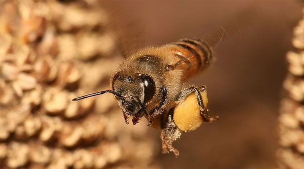 BioTay's tweet photo. 1/8 Las abejas  son capaces de distinguir cantidades pares e impares. Es la primera vez que se demuestra más allá de nuestra especie. 

Quizás lo más sorprendente no es que sean capaces de hacerlo, sino lo asombrosamente bien que lo hacen (paper) https://t.co/mx232wqPhq https://t.co/lilc5hGoP2