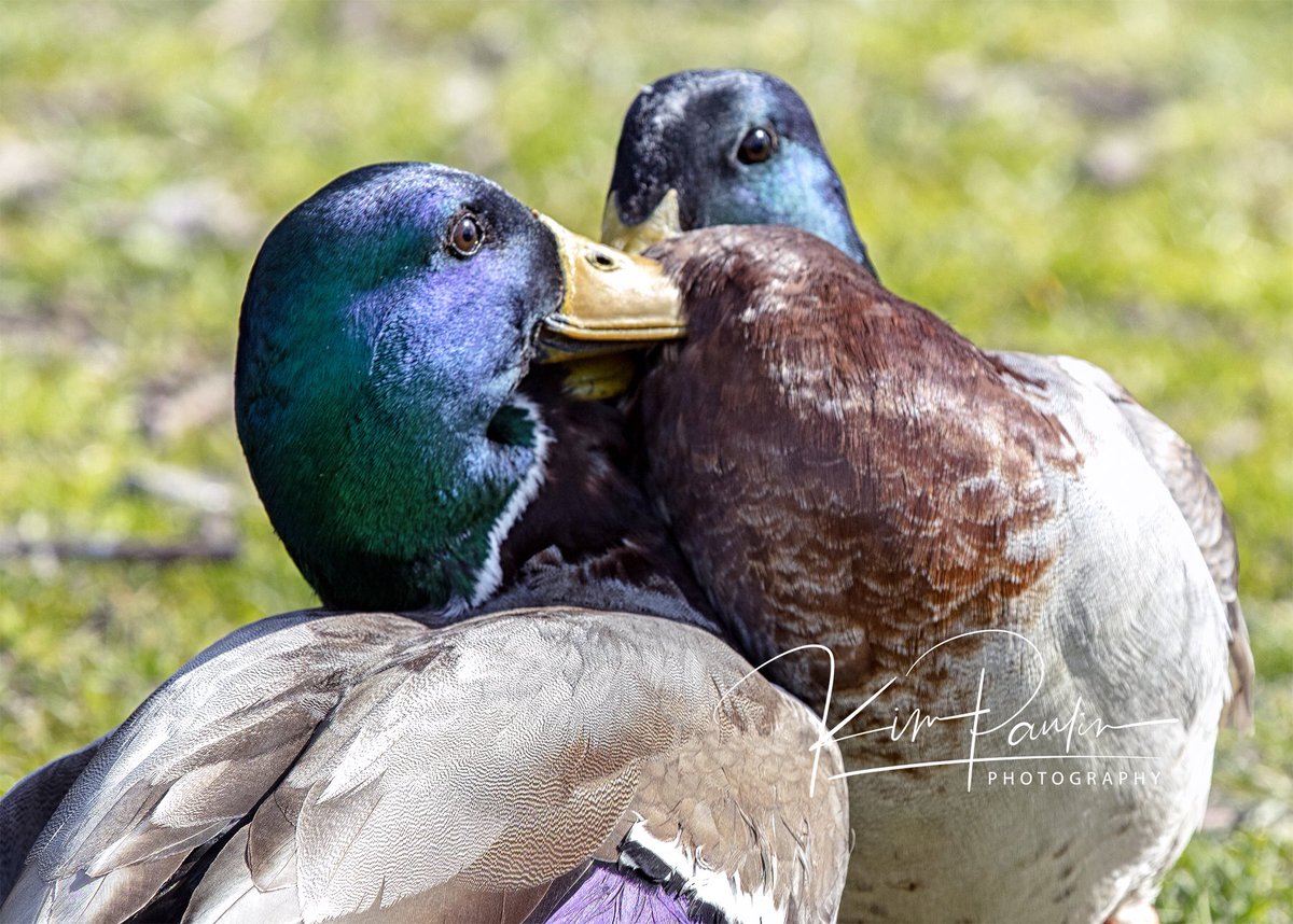 kim_paulin's tweet photo. She’s all mine, wheezed mr duck. #Duckfight #mood #NaturePhotography https://t.co/IKpwPGZ1qJ