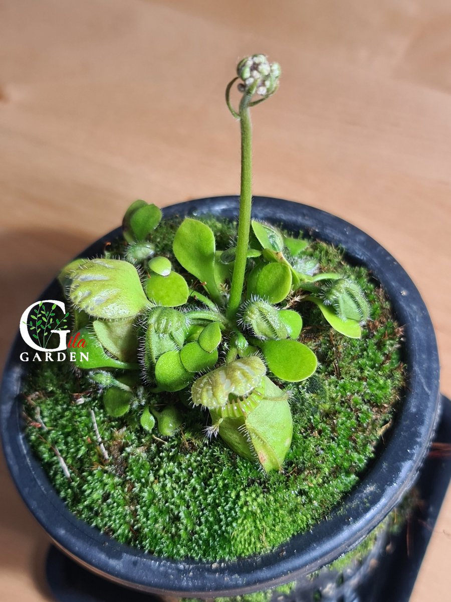 Gila_Garden's tweet photo. My Cephalotus mother plant Finally Blooming some flowers!!! Never seen cephalotus flowers before in Malaysia, so excited!

#cephalotus #carnivorousplants #carnivoroysplant #miniplant #exoticplant #rareplant #bonsai #terrarium #terrariunplant #malaysia #malaysiaplant #gilagarden https://t.co/QGbYOxHskW