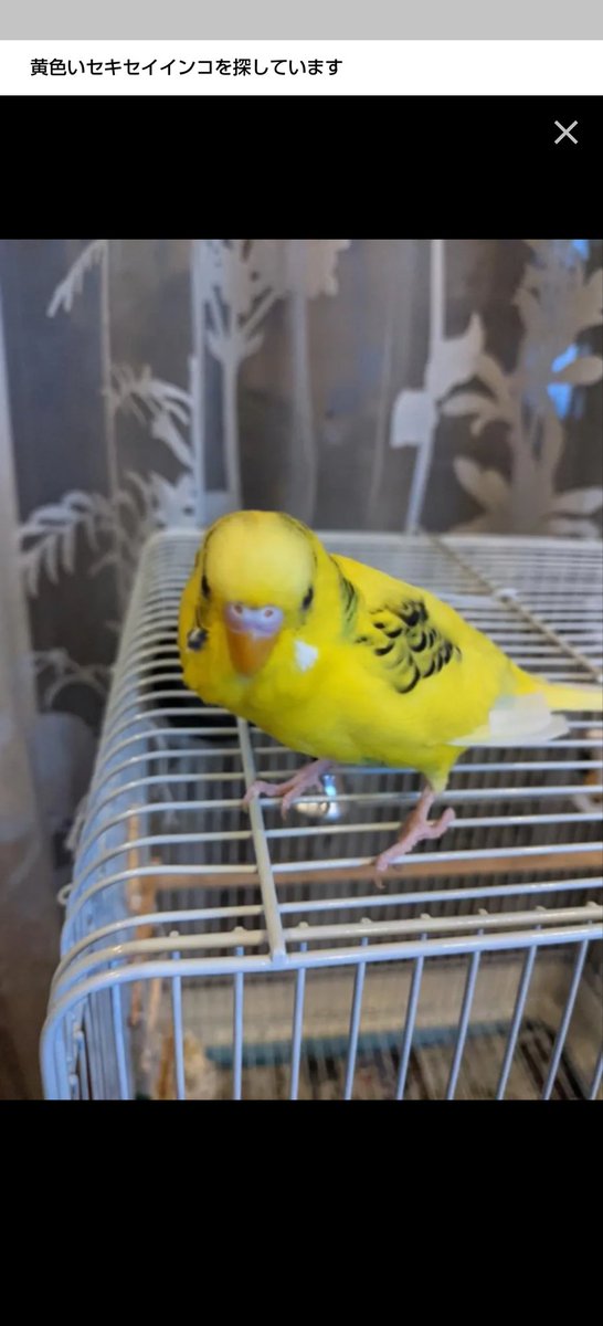 tsukinowainko's tweet photo. 親戚んちのセキセイインコなんですが逃がしてしまったそうで探しています。拡散宜しくお願いします。
名前は「きーちゃん」1才半の男の子。大阪、高槻市です。 https://t.co/NJVLBCYfOJ