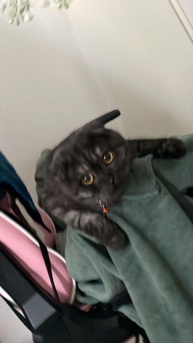 @DXRacerEurope @DXRacer :( rip armrests he was throwing a tantrum suddenly in one night and ruined my<a class="tags" target="_blank" title="On Twitter" href="/?out=eyJ0eXAiOiJKV1QiLCJhbGciOiJIUzUxMiJ9.eyJpYXQiOjE3MTk1NjYyNjcsImlzcyI6InR3cG9ybnN0YXJzLmNvbSIsIm5iZiI6MTcxOTU2NjI2NywiZXhwIjoxNzUxMTAyMjY3LCJyZWRpcmVjdF91cmwiOiJodHRwczovL3R3aXR0ZXIuY29tL0RYUmFjZXJFdXJvcGUifQ.RlXEoITpfpWTA7_sHrJJPFxzEXPdJrn43CVgV5Efik2Uq7ZUND6FatH9VQUhIFZ_Jqt73QXYf0e7J8k69IsURw">@DXRacerEurope</a><a class="tags" target="_blank" title="On Twitter" href="/?out=eyJ0eXAiOiJKV1QiLCJhbGciOiJIUzUxMiJ9.eyJpYXQiOjE3MTk1NjYyNjcsImlzcyI6InR3cG9ybnN0YXJzLmNvbSIsIm5iZiI6MTcxOTU2NjI2NywiZXhwIjoxNzUxMTAyMjY3LCJyZWRpcmVjdF91cmwiOiJodHRwczovL3R3aXR0ZXIuY29tL0RYUmFjZXIifQ.4E2v6YkNrFCbfbO6wWBXknudTzUHYhiNyO_TXQgx_j2waPlhkVN-VVfdGJ6pdSz-YI_Bq9Sf3FvBQciG7RfMew">@DXRacer</a><a href="/tag/throne"class="tags"><span>#throne</span></a><a href="/tag/wishlist"class="tags"><span>#wishlist</span></a>