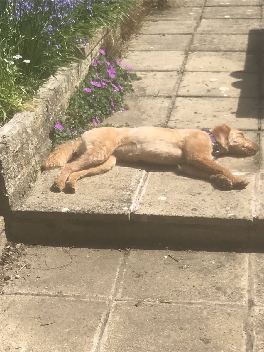Me thinks we have another sun worshipper in the house #weekendahead #sunisout #nodeckchairs #nala