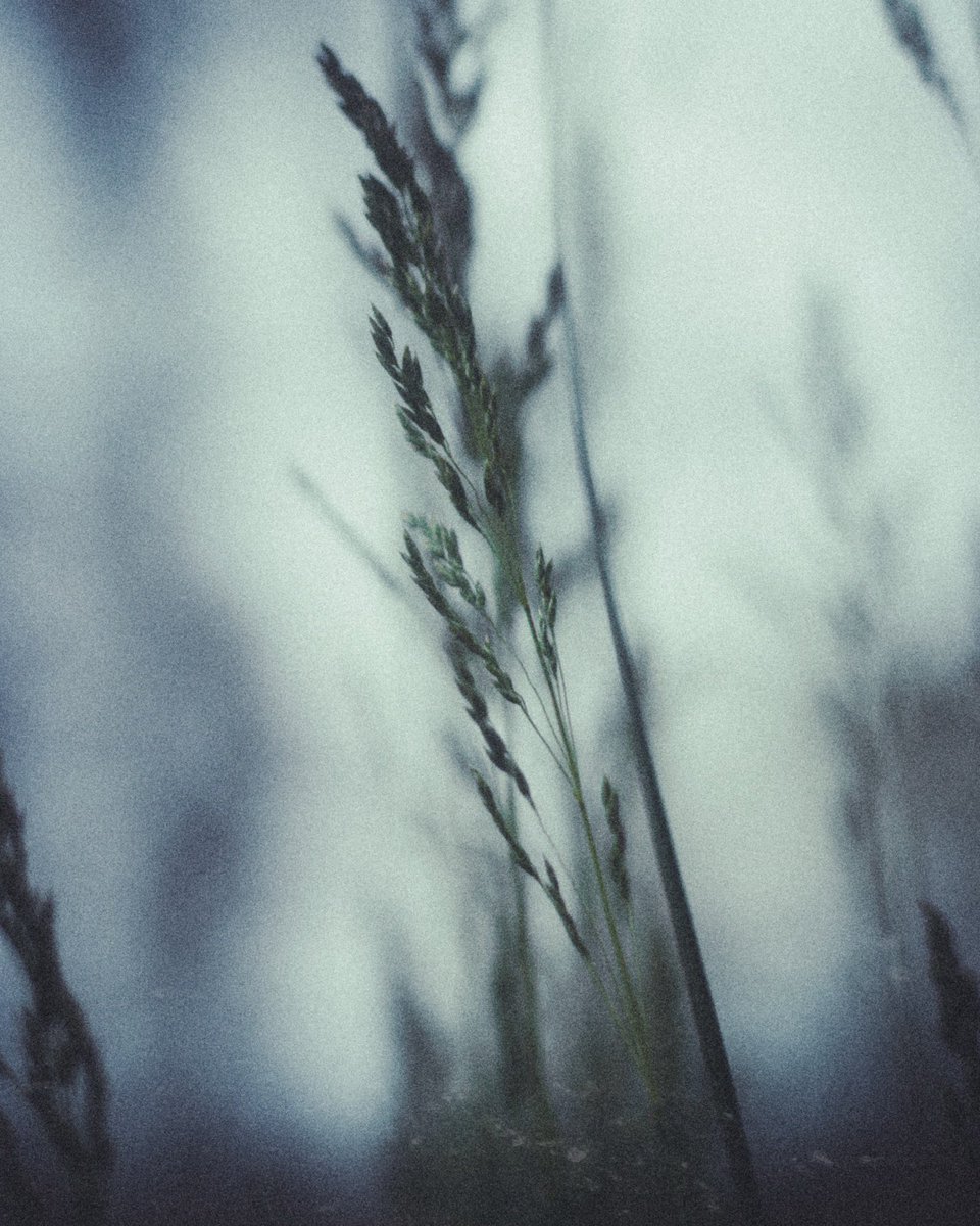 jer_welsh's tweet image. Ghost grass on this gloomy morning from Western PA.
#NaturePhotography #morning #PHOTOS