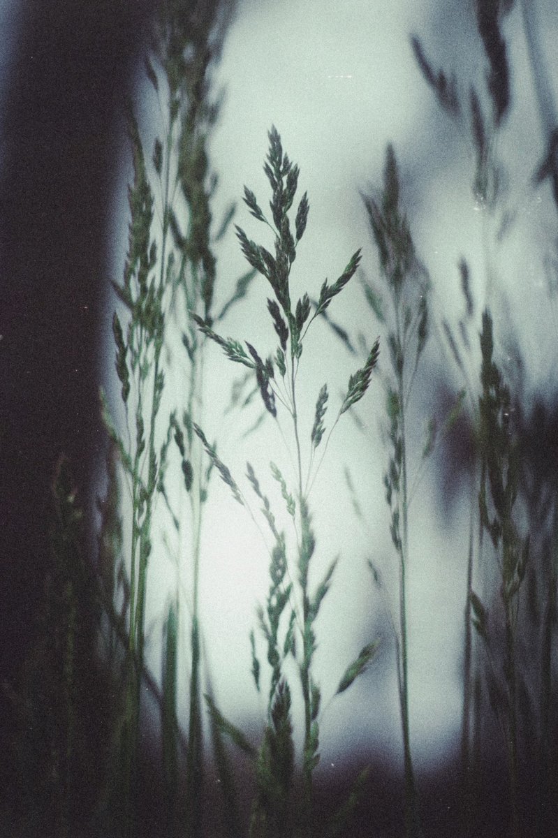 jer_welsh's tweet image. Ghost grass on this gloomy morning from Western PA.
#NaturePhotography #morning #PHOTOS