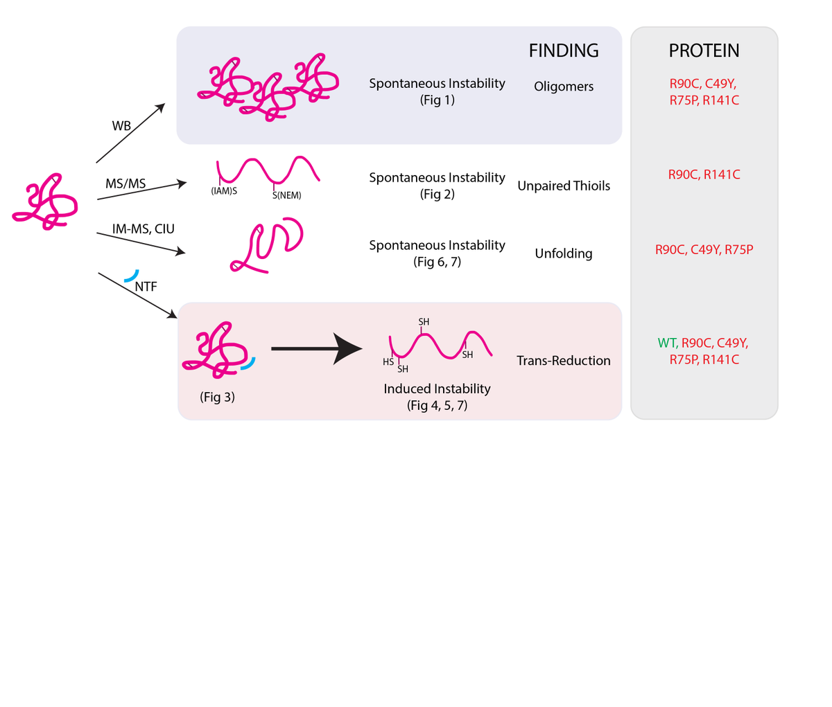 The most common inherited dementia is caused NOTCH3 mutations. #UMichMSTP fellow <a href="/kzyoung/">Kelly Young</a> studied biochemical differences between WT and mutant NOTCH3, finding most mutant proteins demonstrated increased instability compared to WT protein: michmed.org/Kr4we <a href="/NaturePortfolio/">Nature Portfolio</a>