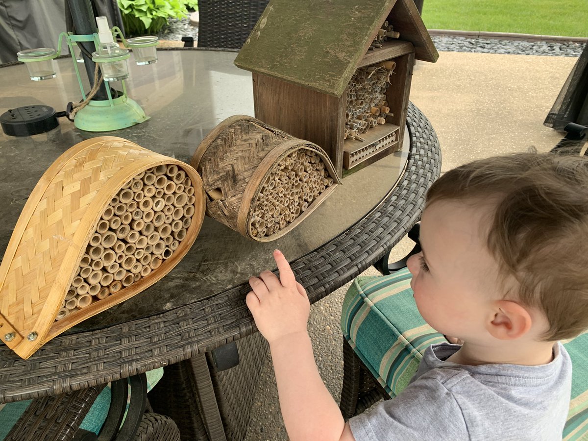cindy_hundley's tweet photo. Starting the #savethebees message early with this one! He wants to check my mason bees tubes all the time. He always gives them a cheerful, “Hi, bees!” @JasonHundley @wyman_hayley https://t.co/PNbbElp6ls