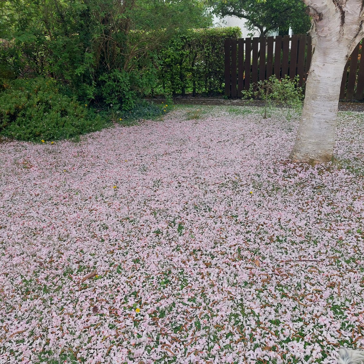 SarahDunnigan1's tweet photo. Blossom! #springtime #springwalks #springtrees #cherryblossom https://t.co/HSNBUEqkyi
