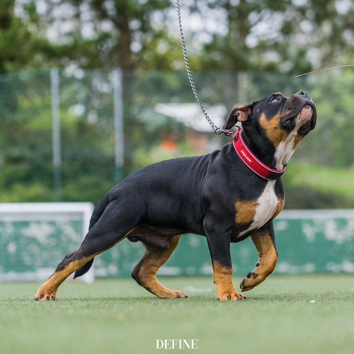 Westofscotland3's tweet photo. ROLOπ
#pocketbully #blacktri #pocketpit #americanbully #bullypup #dogpose #poser #rolo #define https://t.co/yTF3AB1zZs