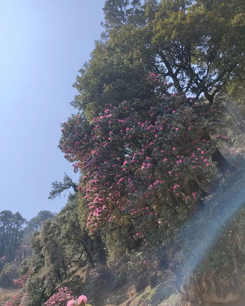 pahad_in's tweet photo. Gulabi Burans 🌺
#Burans #Uttarakhand https://t.co/wISfYqPKt8