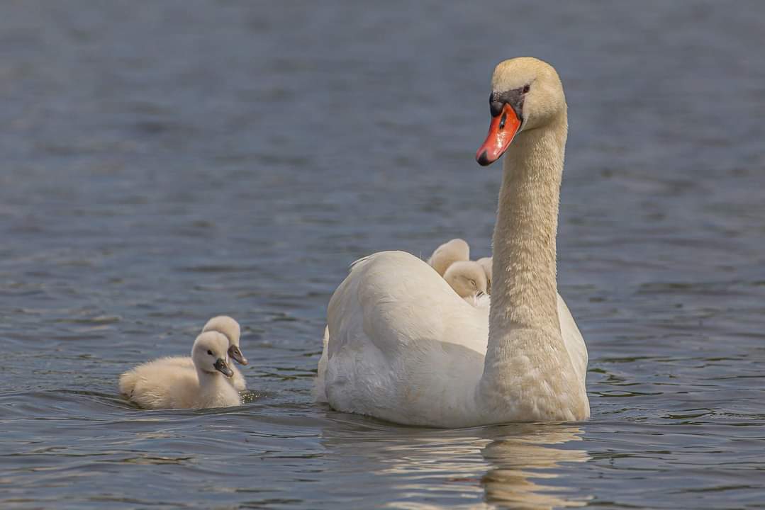 Croisés le long de l'Ill des petits cygnes qui sagement suivent leur mère 🦢
Je vous souhaite de passer un bel après-midi 🌺