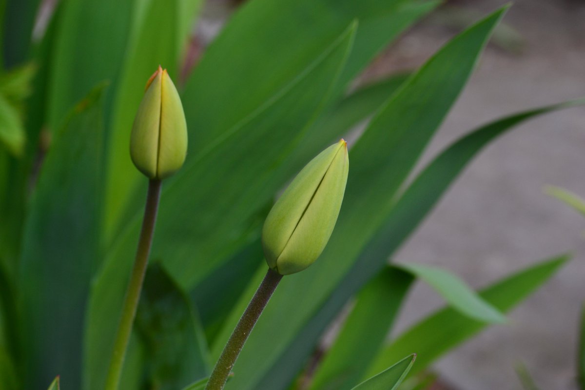 It's time to get back to my garden and watch it greening and soon flowering. My tulips are almost there but they don't trust this spring's Toronto weather!