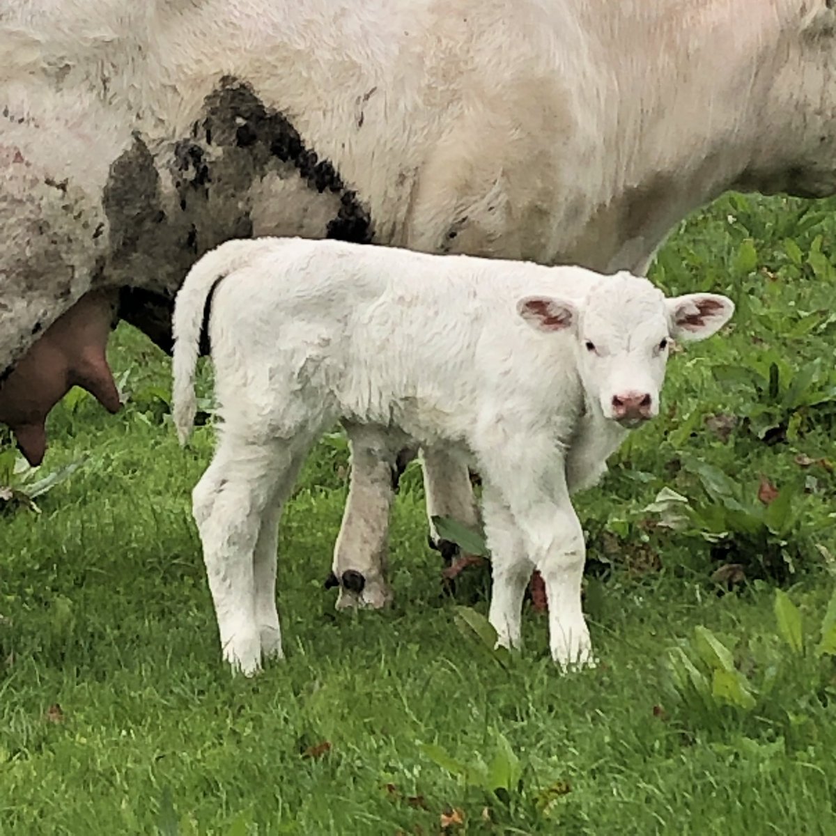 Some Calf Spam to brighten up a dull day. 
Ted is a Lapon x Fiston bull calf.
