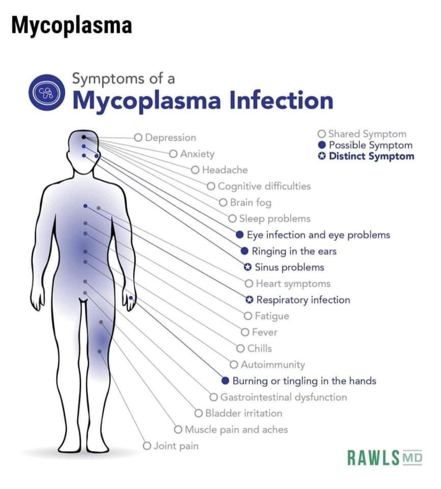 geboorte Koning Lear Geven LymeOntario on Twitter: "Symptoms of Mycoplasma. If untreated, the illness  can cause internal bleeding. A common result of mycoplasma infection is  pneumonia (sometimes called "walking pneumonia" because it is usually mild  and