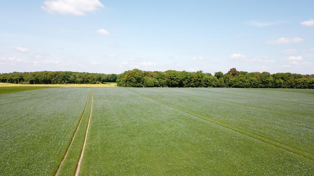 agri_zoom's tweet image. Au sud de la Normandie, c'est une belle journée pour le lin d'hiver en pleine floraison ! 😄

Bon vendredi à tous et bon week-end ! #FrAgTw  Pensez à consommer local, chez vos producteurs 🇨🇵 ! #ventedirecte #circuitcourt