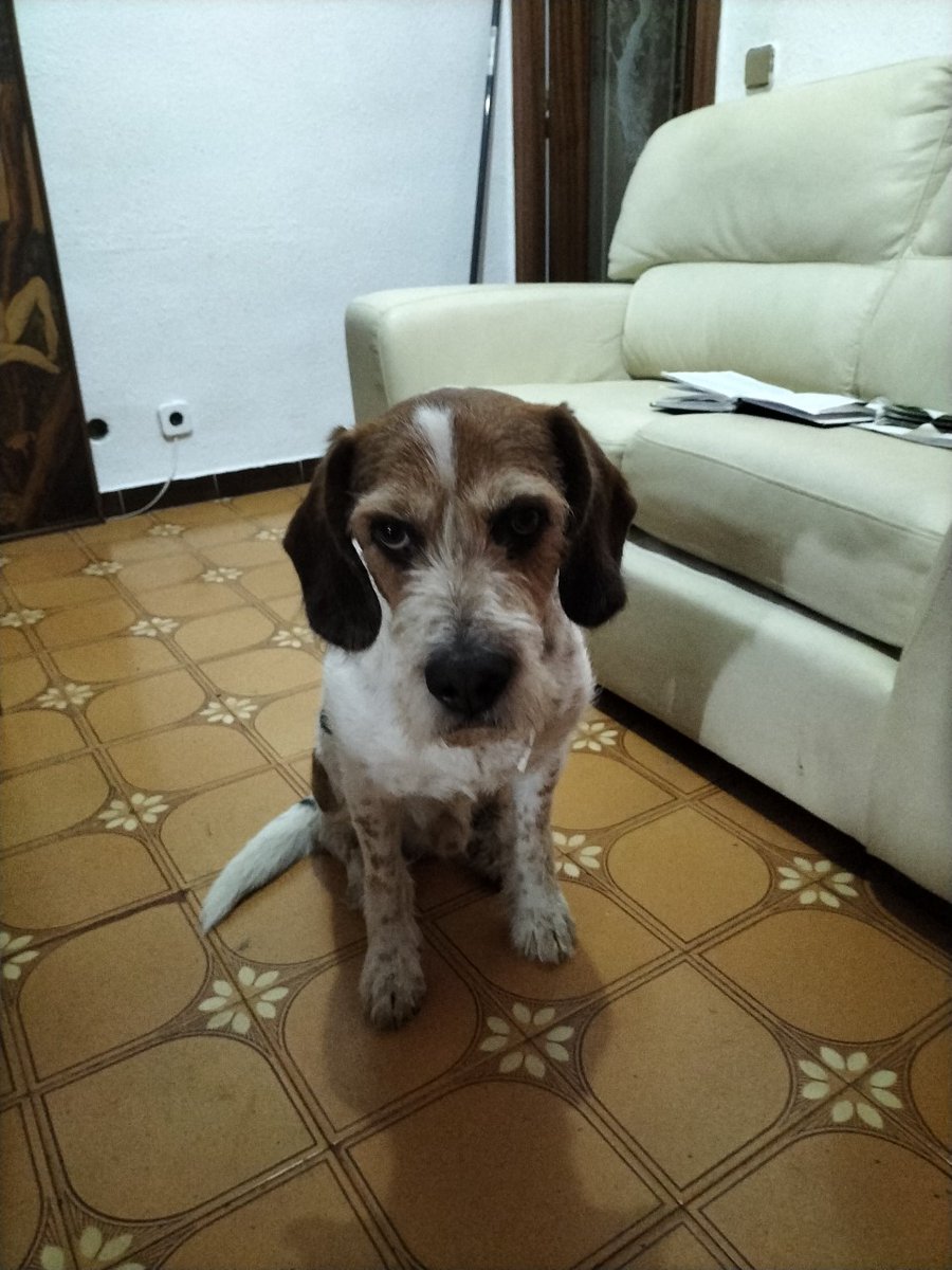 FAADAorg's tweet photo. #MejoresAmigos: algunos de los compañeros peludos de personas en situación de vulnerabilidad que desde #FAADA hemos atendido (veterinario, peluquería, acompañamiento en acceso a pisos junto a su trabajador social...) en los últimos 15 días ❤️ https://t.co/uFCKvcN6Sm