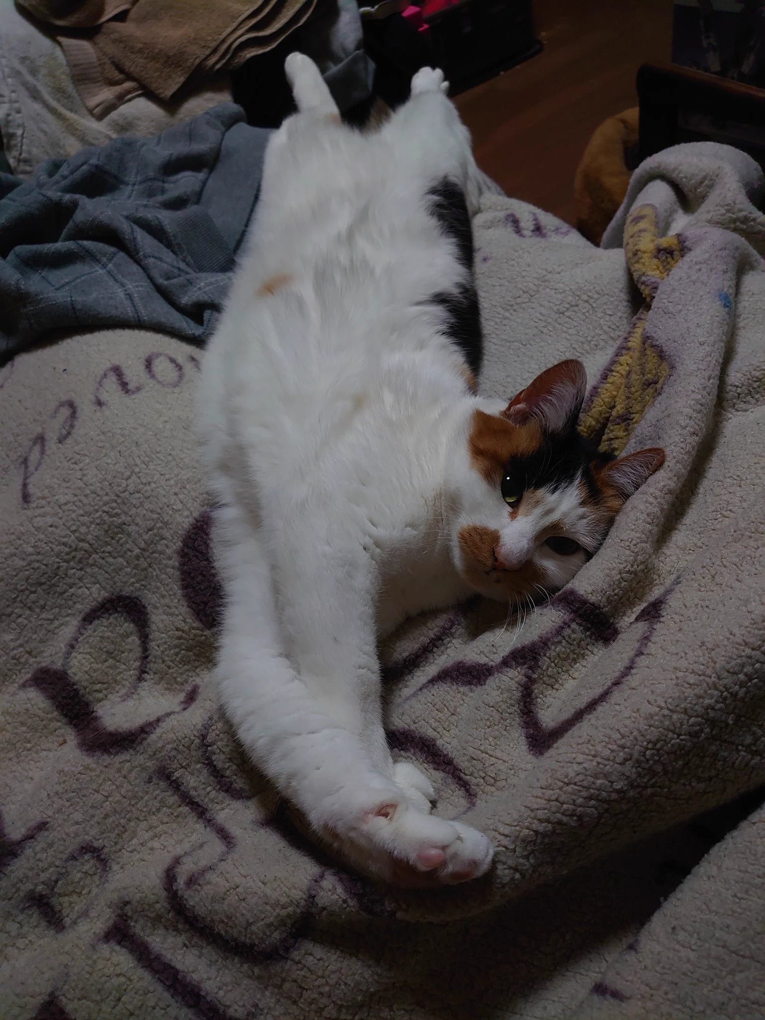 @kyuryuZ うちの猫にそれをやると、ビグビグビグーって背中がなりますw 