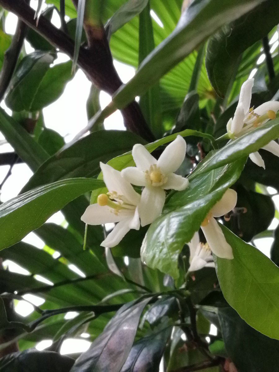 さび S Tweet Tks Lucky こげんたちゃん命日 こげんたちゃん こげんたちゃん 今日みかんの花か一斉に咲き始めたよ みかんの 花言葉は 純粋 愛らしさ こげんたちゃんにピッタリやね 優しくて甘くて良い香りがしたよ 星のようなみかんの花可愛いでしょ 毎年