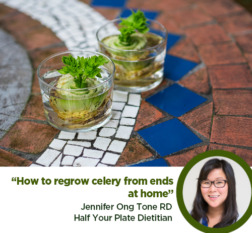 🌱It sounds too good to be true, but it isn’t! Celery is one of the easiest veggies you can regrow; Cut stalks 2 inches from the bottom stems, place in a small dish with water. Place near a window &amp; watch the celery regrow

 #gardeningtips  #halfyourplate #dietitianapproved