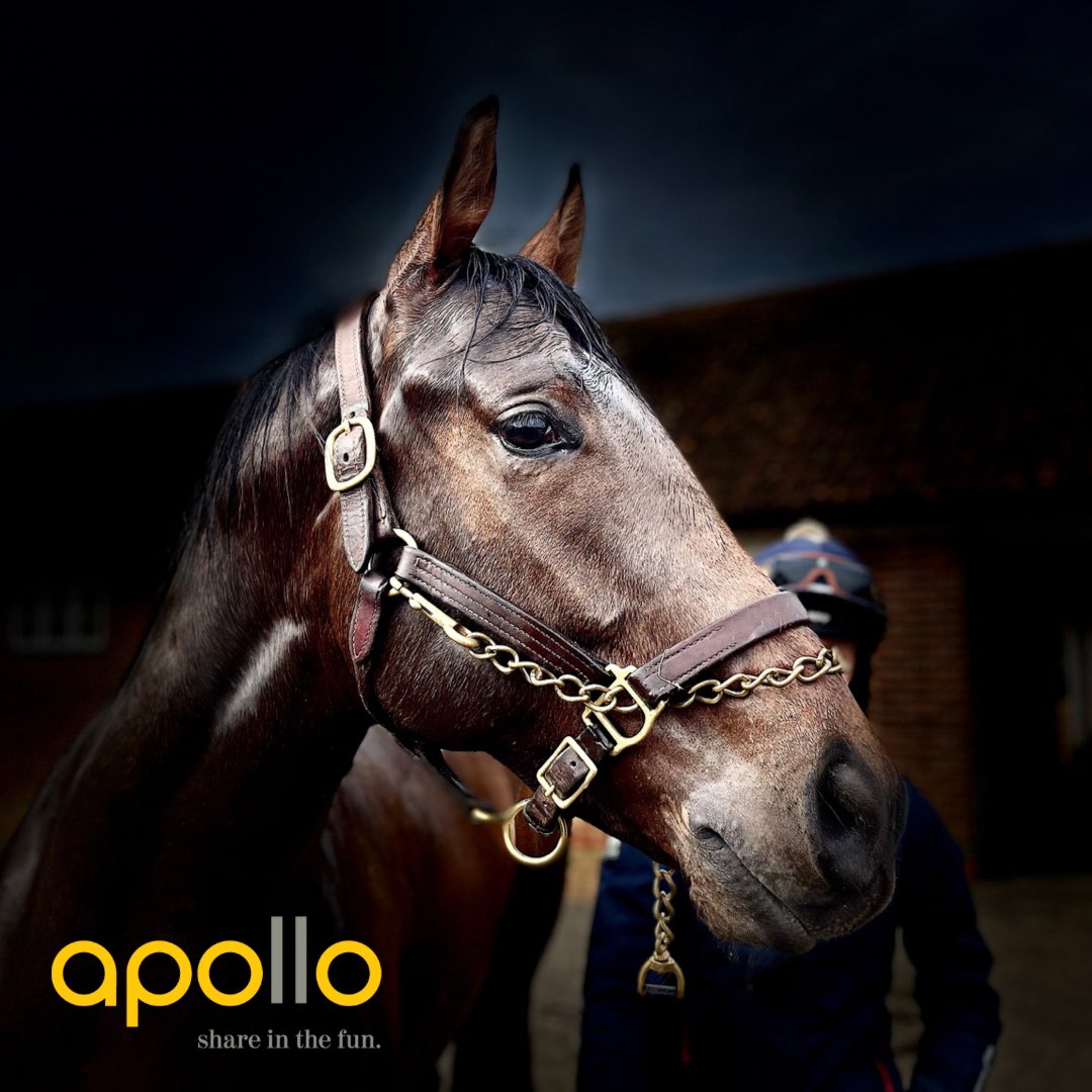 apollohorses's tweet photo. Our beautiful @coolmorestud Caravaggio x Out Of Time has been named!

Meet - Timely Artist.

Thank you to our owners for their suggestions, votes and also for a great morning at our first naming breakfast! https://t.co/LbxxumLjgQ