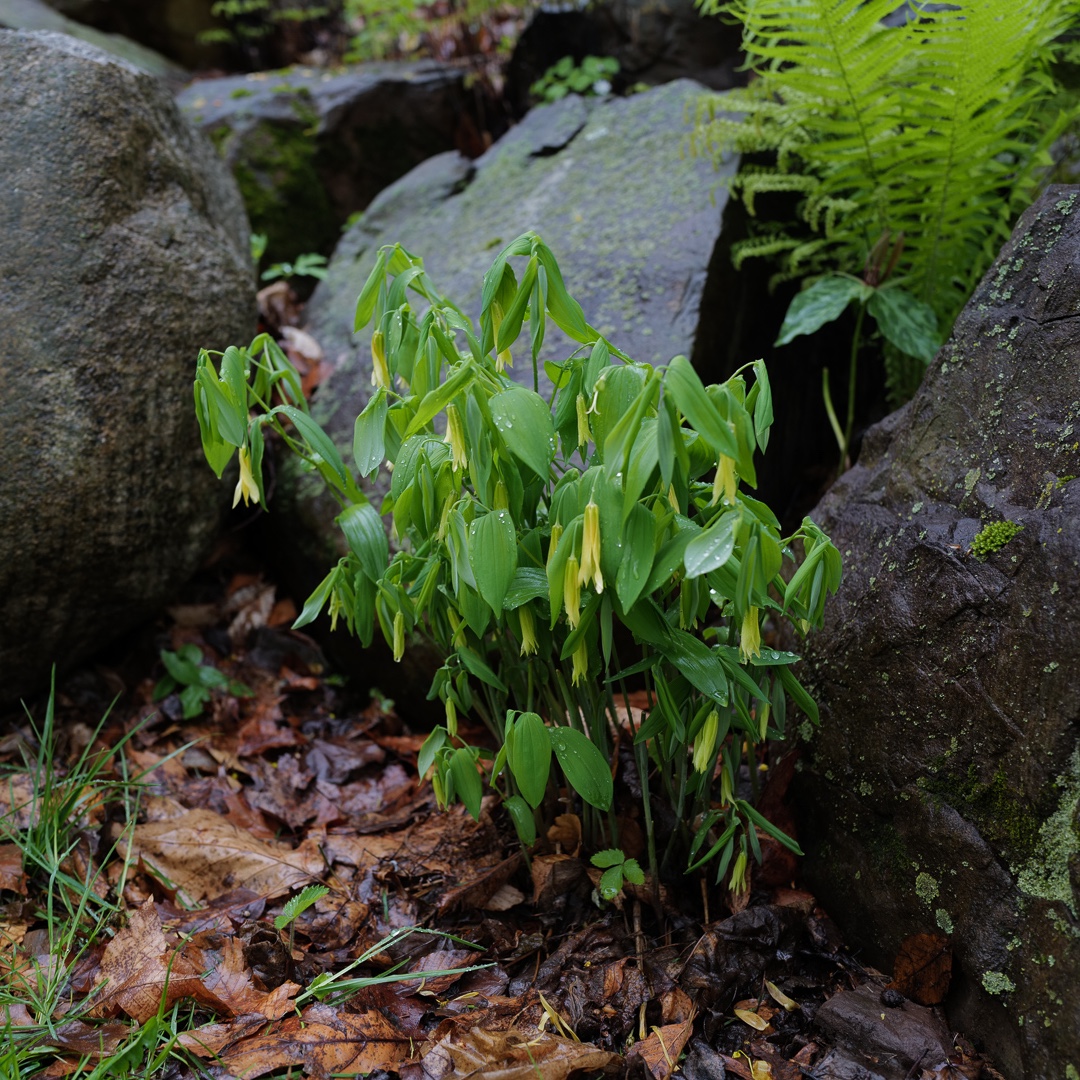 rchitectopteryx's tweet photo. Large-flowered Bellwort (Uvularia grandiflora) huddling in the spring rains.  #njnativeplants #nativeplantsofnorthamerica https://t.co/lFCISp4cLV