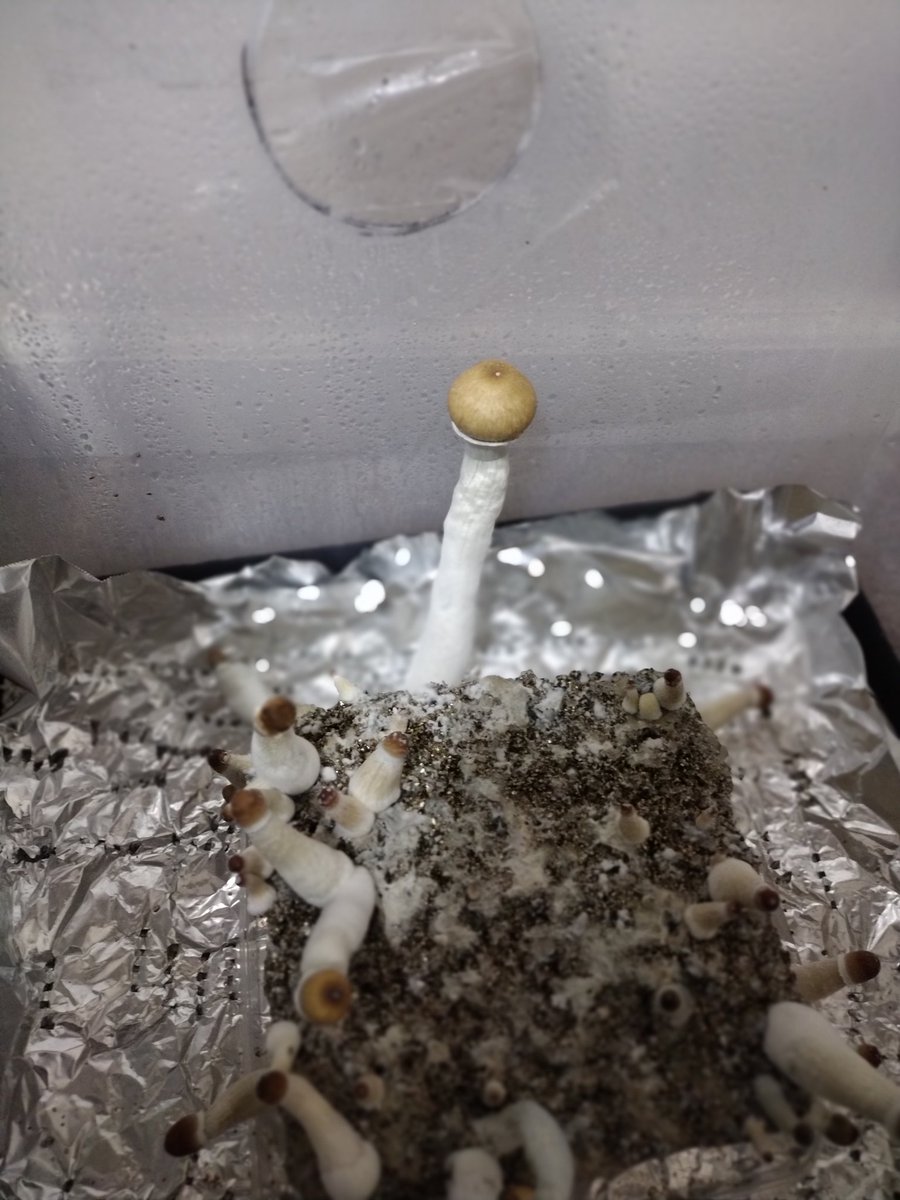 i8magicmushroom's tweet photo. I call her - πMother Shroomπβ€οΈβΌοΈ
#shrooms #trippy #psilocybin #lsd #dmt #psychedelics #miketyson #thetoad https://t.co/rvLyVowwwX