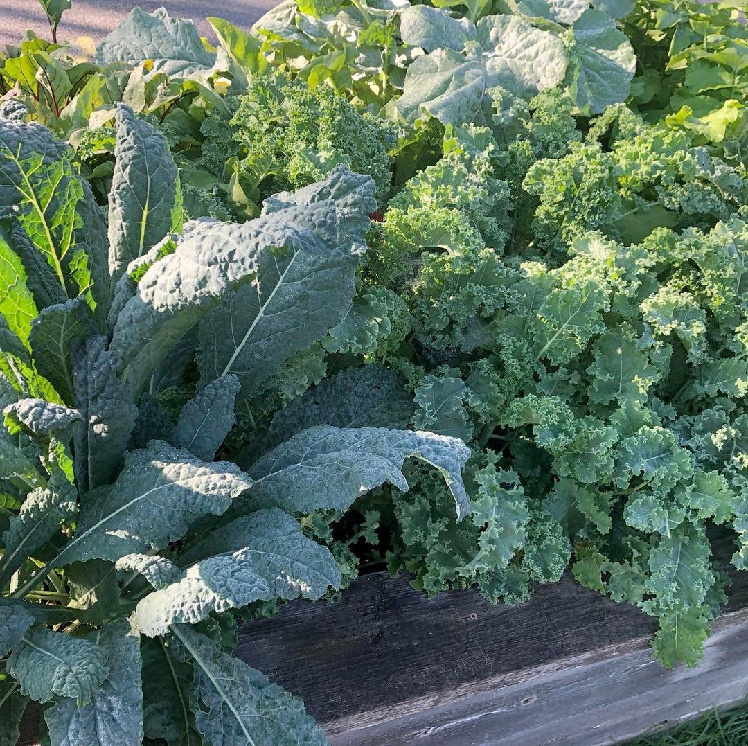 Do you live in or near Manor Park (see map!)? Are you looking for space to grow vegetables? Join the Manor Park Community Garden at St. Columba - apply here: tinyurl.com/bdcr59sv
Deadline: May 15th at 8pm. Come grow with us!
#EatLocal #GrowYourOwn #FoodSecurity #Sustainability