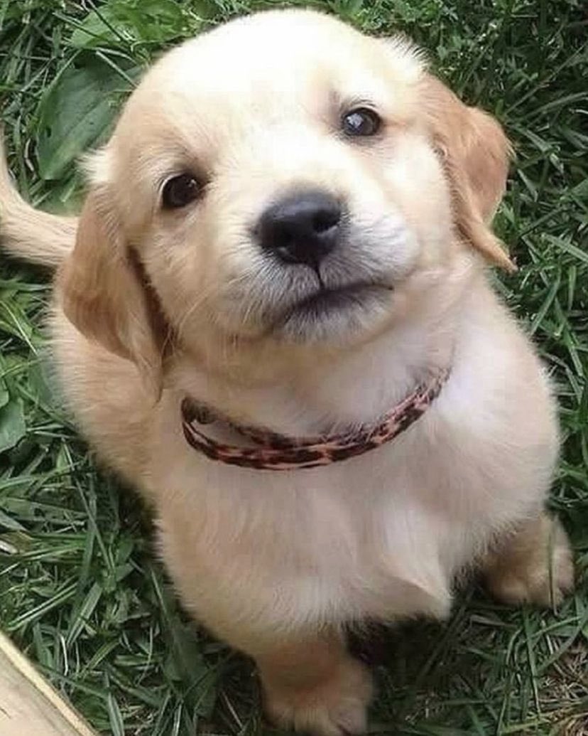 ADA DOG POOL (ticker: DOG) tweet media