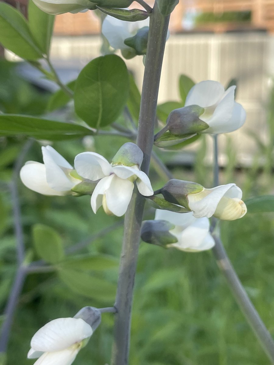 MSBugBlues's tweet photo. The Black Belt Prairie Pollinator Garden at Clay-Lyle Entomology is about to hit peak bloom.  Come on by and check it out! #grasslands #pollinators #conservation #biodiversity #outreach #education #Rudbekia https://t.co/QRKo22ZC8z
